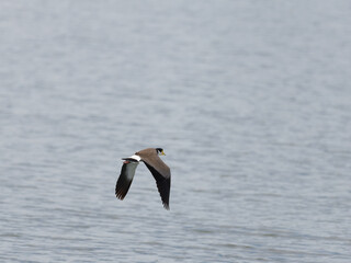 Masked Lapwing (Vanellus miles) flying over water photographed looking down from behind.