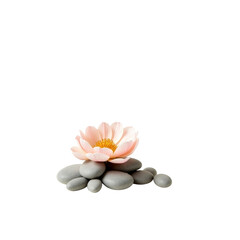 Serene Pink Flower on Grey Stones - Spa and Wellness Concept