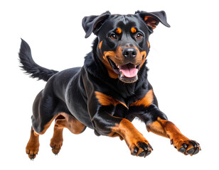 Obraz premium Powerful Rottweiler Leaping Mid-Air with Fierce Focus, Transparent PNG