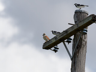 Nankeen Kestrel (Falco cenchroides)and two magpie-Larks (Grallina cyanoleuca) perched on an...
