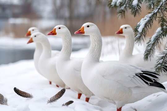 White geese standing in the snow near a snowy pine tree
