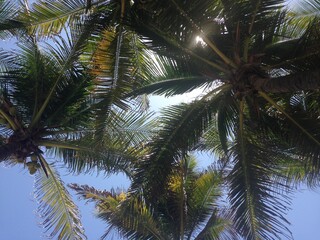 Fototapeta premium Palmas de playa