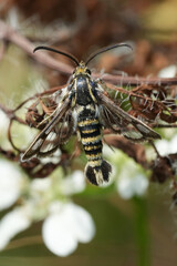 Vertical closeup on a nice glass-winged moth, Chamaesphecia annellata