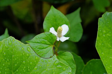 雨に濡れる花