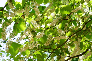 初夏の山にはハクウンボクの白い花が咲く