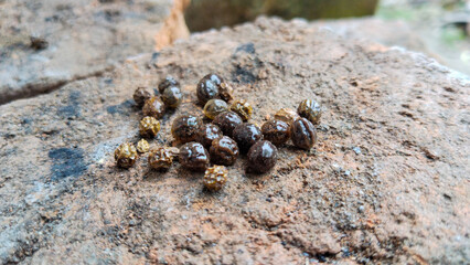 Close-up of castor seeds on textured rock surface, showing natural texture and unique pattern in outdoor lighting environment