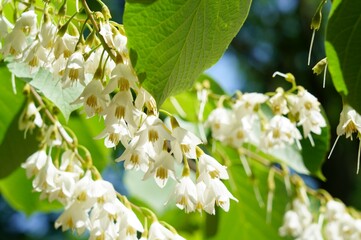 初夏の山にはハクウンボクの白い花が咲く