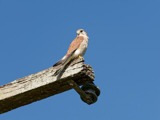 Nankeen Kestrel (Falco cenchroides) perched high on a timber post with blue-sky background.