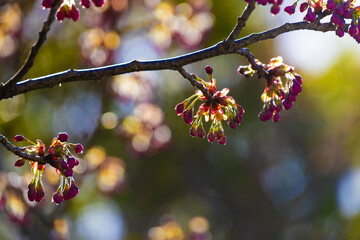 ハツミヨザクラのつぼみ