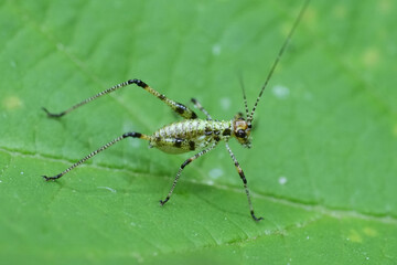 A tiny, green and brown speckled katydid nymph stands on a large, green leaf in a natural setting. Its antennae are long.