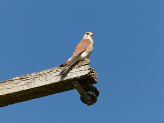 Nankeen Kestrel (Falco cenchroides) perched high on a timber post with blue-sky background.