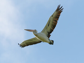 Australian Pelican (Pelecanus conspicillatus) in flight with blue sky and clouds in background.