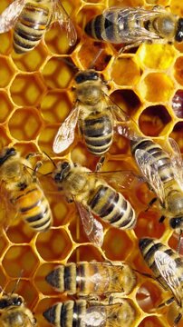 Honey bees combs comes out of wax to store honey, plant nectar, and bee bread