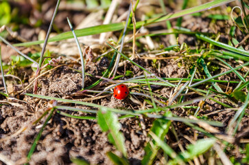 A small ladybug slowly crawling through the grass on a sunny spring day. A ladybug explores soil...