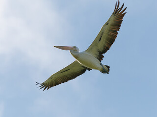 Australian Pelican (Pelecanus conspicillatus) in flight with blue sky and clouds in background.