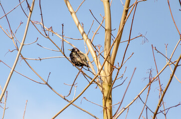 A common starling perches quietly on bare spring branches under clear blue sky. Starling resting...