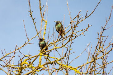 Two common starlings perches quietly on bare spring branches under clear blue sky. Two starlings resting calmly, peaceful mood, slight upward angle, suburban garden, springtime stillness, natural 