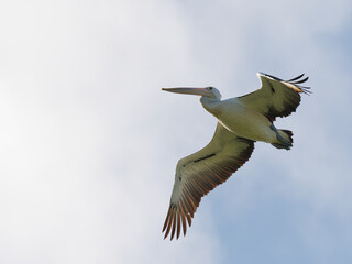 Australian Pelican (Pelecanus conspicillatus) in flight with blue sky and clouds in background.