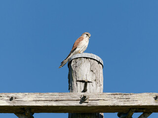 Nankeen Kestrel (Falco cenchroides) perched high on a timber post with blue-sky background.