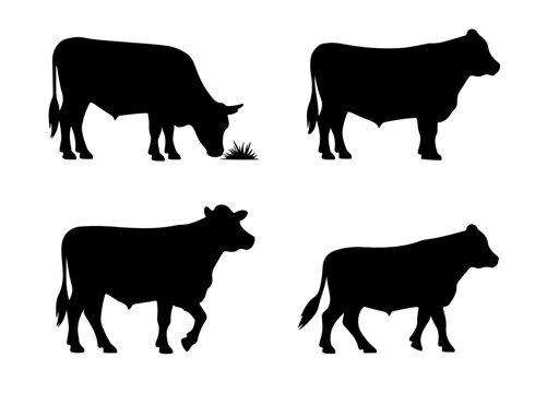 Detailed Silhouette Set of Angus Beef Cows for Agricultural Branding, Labels, and Vintage Posters