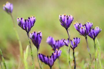 Burmannia disticha is a species of plant that is occasionally seen  in freshwater systems and can...