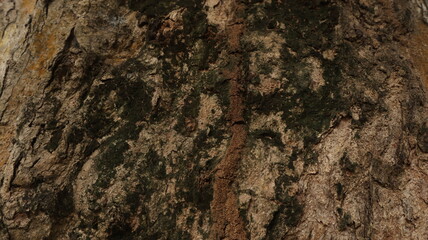 Background of fallen tree trunks on the beach