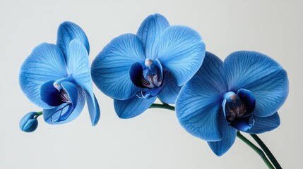 Captivating blue orchid blooms against a serene backdrop, a symphony of color