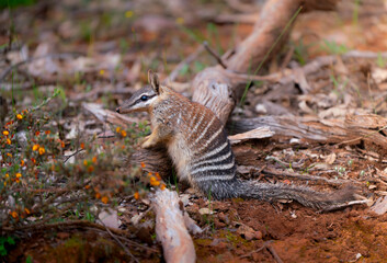 Numbat foraging on the forest floor