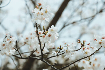 March 28 2025 Cherry Blossoms Blooming on Tree Branch in Springtime, Japan
