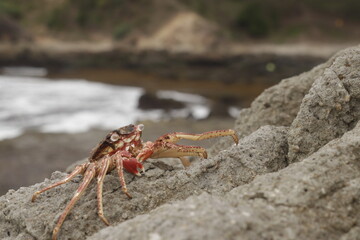 crab on a rock