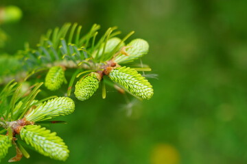 モミの木の若葉ー５月