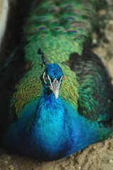 Species birds of the  family Pavo cristatus. Majestic Peacock Detailed View Head and Neck ...