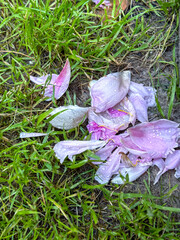 Close macro shot of dying peony petals in rain. Soft petals collapsing, symbolizing impermanence.