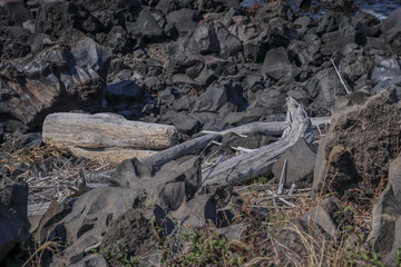 March 23 2025 Driftwood Amidst Dark Rocks in a Coastal Natural Setting, Japan