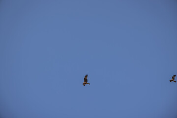 March 23 2025 Flying Birds Against a Clear Blue Sky in Minimalist Composition, Japan