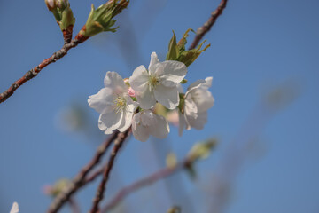 March 23 2025 Springtime Cherry Blossom on a Bright Sunny Day, Japan