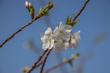 March 23 2025 Springtime Cherry Blossom on a Bright Sunny Day, Japan