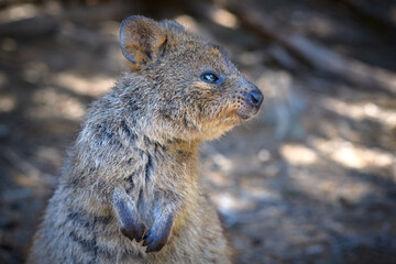 The quokka is a small macropod. It is herbivorous and mainly nocturnal. The quokka's range is a small area of southwestern Australia.