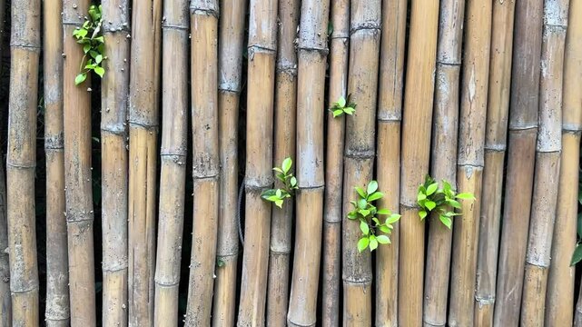 Vertical bamboo wall with fresh green leaves growing between aged bamboo stalks
