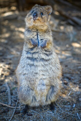 The quokka is a small macropod. It is herbivorous and mainly nocturnal. The quokka's range is a small area of southwestern Australia.