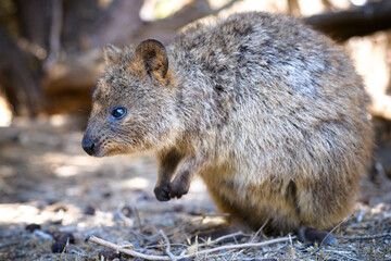 Obraz premium The quokka is a small macropod. It is herbivorous and mainly nocturnal. The quokka's range is a small area of southwestern Australia.