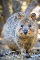 Naklejka premium The quokka is a small macropod. It is herbivorous and mainly nocturnal. The quokka's range is a small area of southwestern Australia.