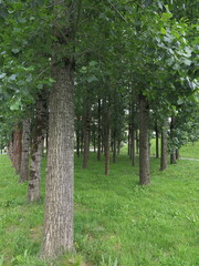bosque