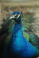 Species birds of the  family Pavo cristatus. Majestic Peacock Detailed View Head and Neck ...