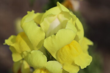日本の春の庭に咲く黄色いキンギョソウの花