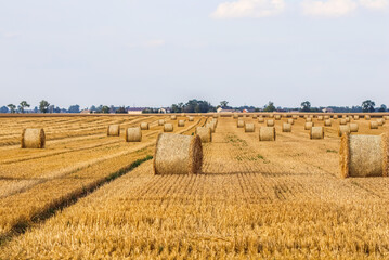 Expansive golden field filled with numerous round straw bales under a bright sky, symbolizing...