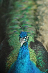 Species birds of the  family Pavo cristatus. Majestic Peacock Detailed View Head and Neck ...
