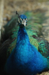 Species birds of the  family Pavo cristatus. Majestic Peacock Detailed View Head and Neck ...