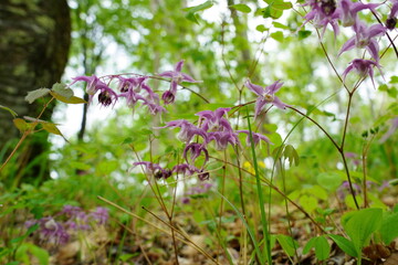 林の中でユニークな形をしたイカリソウの花が咲く