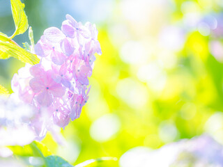 梅雨から初夏の公園や花壇を彩るアジサイのある風景。雨上がりの爽やかな朝日に照らされ透き通った様子。木漏れ日の光でボケた景色。ぼんやりした花畑のイメージ